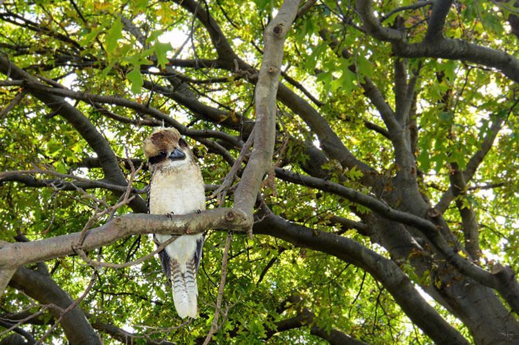 Kookaburra perched in a tree.