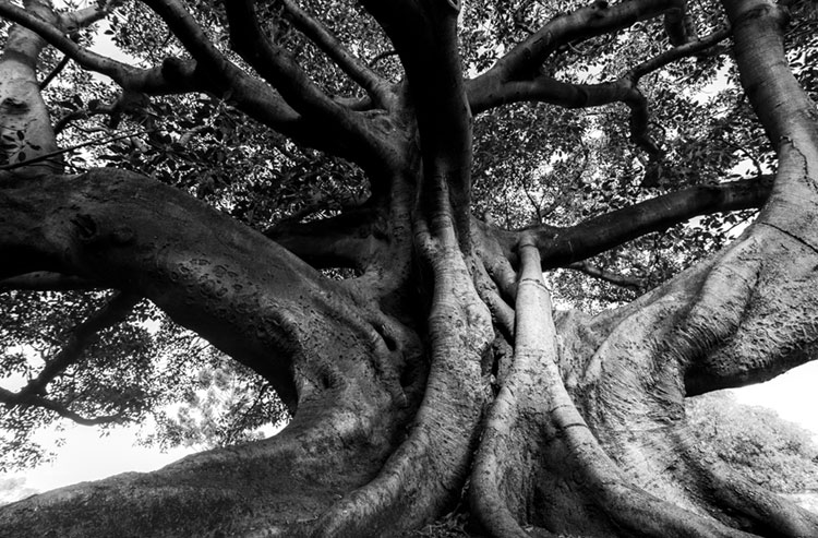 Black and white of Moreton Bay fig (Ficus macrophylla) at The Domain.
