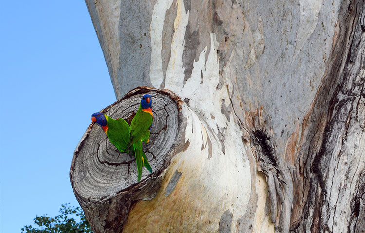 Two rainbow lorikeets inspecting a tree hollow for a potential nest.