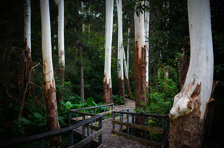Eucalyptus trees at Sir Phillip Game Reserve shedding their annual bark.
