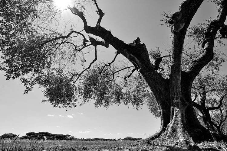 Black and white photo of an old olive tree.