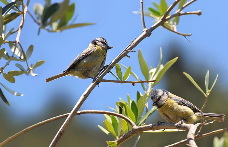 Eurasian blue tits sitting in an olive tree.