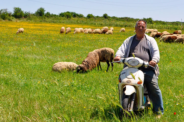 Sheep farmer on a motorbike with his flock.