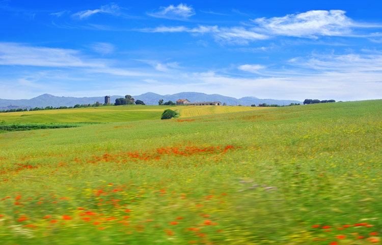 Farmland and poppies in the outskirts of Rome.