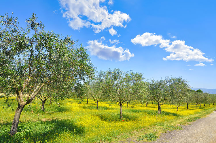 Olive trees and wildflowers in Italy.