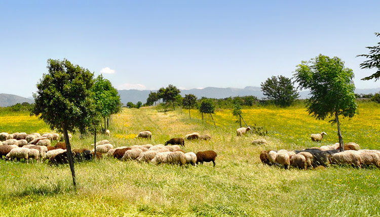Sunny pastureland and wildflowers grazed by sheep.