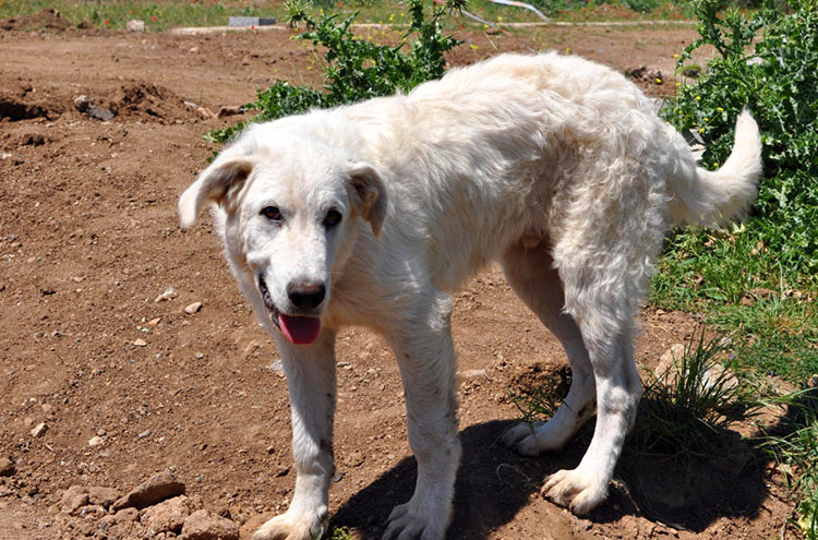 White sheep dog in Italy.