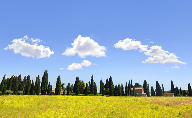 Spring landscape and field of yellow rapeseed in Italy.