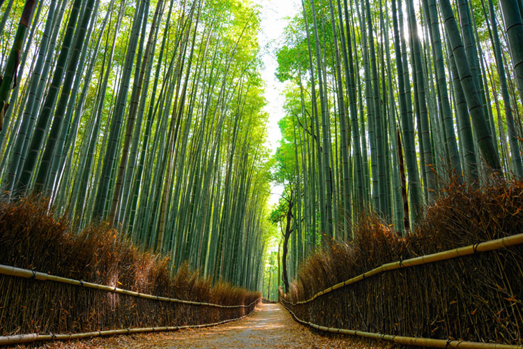 Forest of giant bamboo in the Arashiyama district of Kyoto.