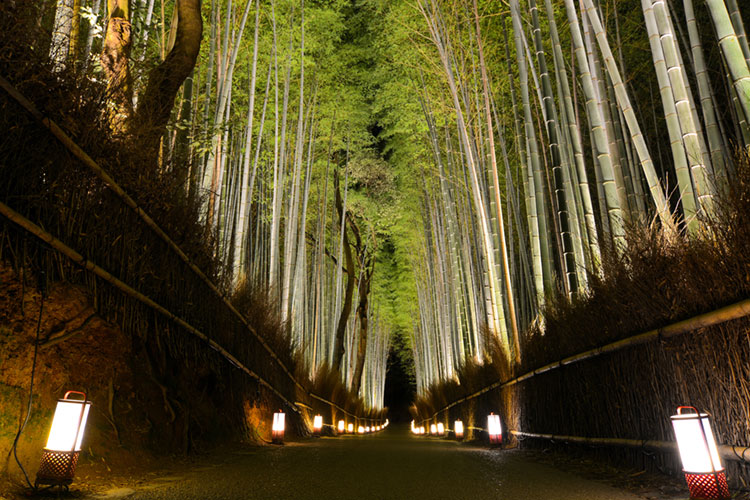 Arashiyama Bamboo Grove during the Hanatouro illumination event.