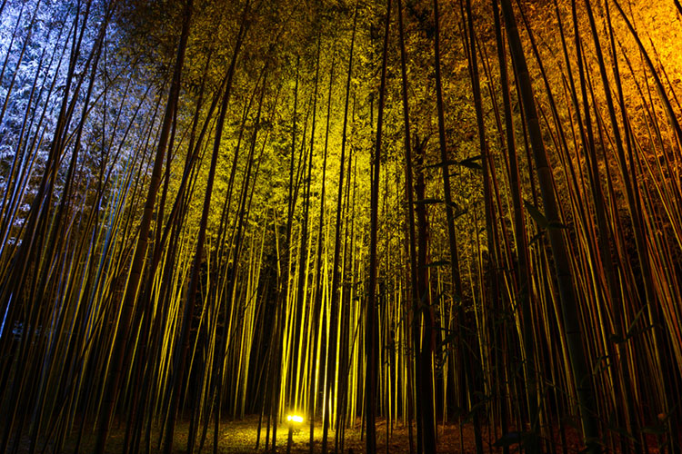 Colored spotlights on stalks of bamboo at night.