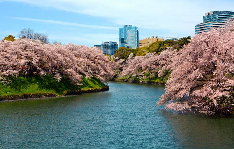 Chidorigafuchi Moat at Tokyo Imperial Palace in spring.