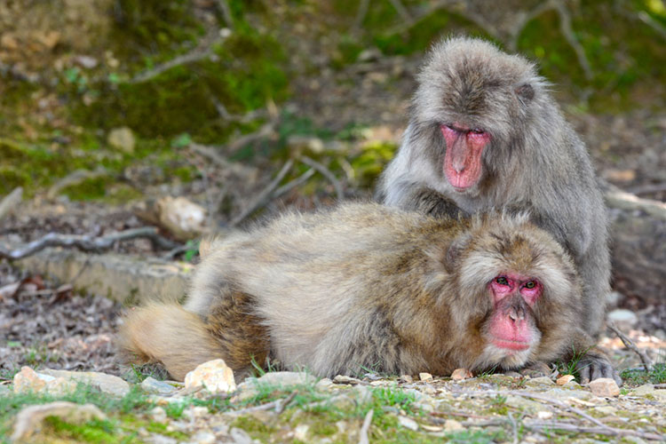 Two macaque monkeys taking turns grooming each other.