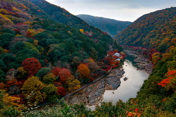Red and yellow maples on the mountainous banks of the Katsura River.