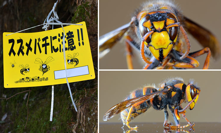 Japanese giant hornet warning sign and close-up of a specimen.