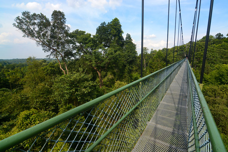 MacRitchie TreeTop Walk suspension bridge in Singapore.