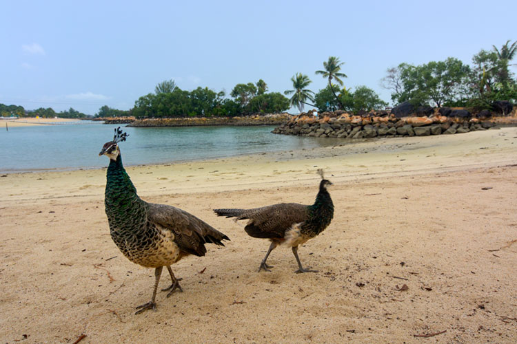 Wild peafowl at Siloso Beach on Sentosa island.