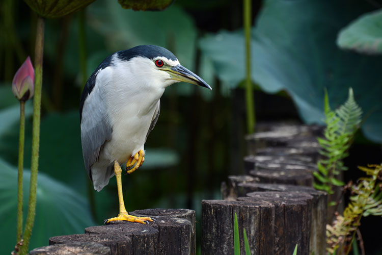Mature black-crowned night heron in search of food.
