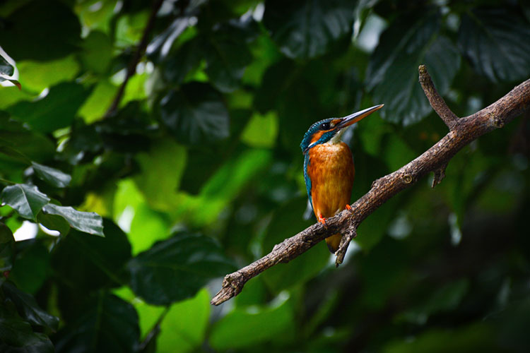 Close-up of an adult female common kingfisher.