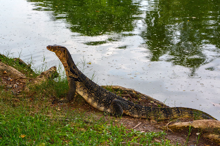 Hungry Asian water monitor.