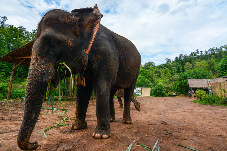 Adult elephant at a protected sanctuary.