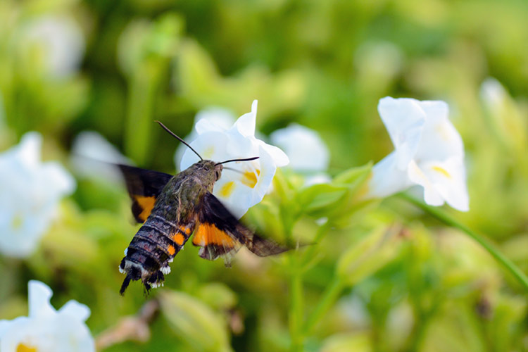 Close-up macro of a hummingbird hawk-moth in Thailand.