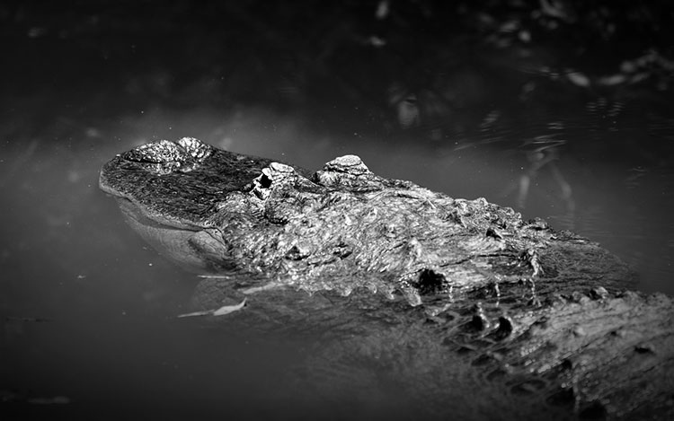 Black and white of an alligator at Huntington Beach.
