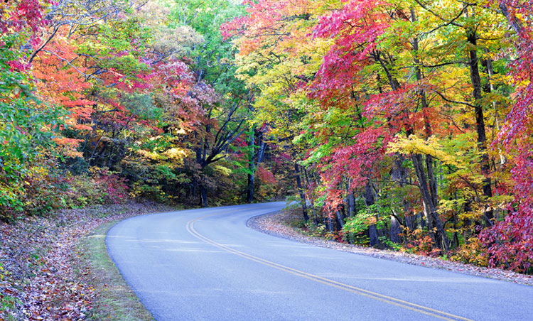 Bright red and yellow autumn-colored sweetgum and maple trees along the Blue Ridge Parkway.