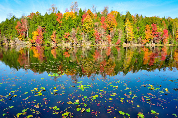 Lily pads and fall-colored foliage reflecting in the lake at Bays Mountain Park.