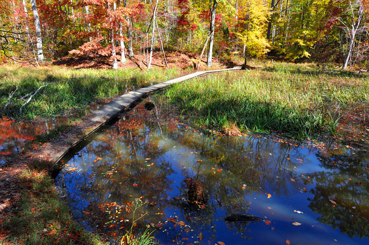 Narrow boardwalk through a swampy portion of the Lakeside Trail.