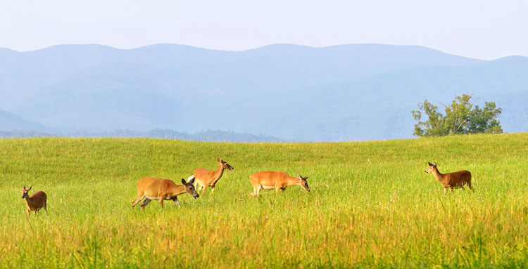Grazing deer at Cades Cove.