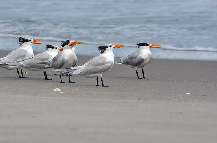 Flock of royal terns on the beach.