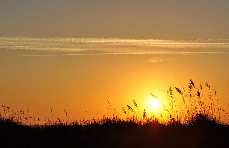 Sun rising behind a silhouette of wild sea oats.