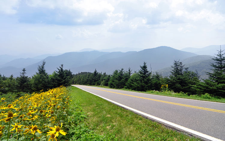 Yellow flowers blooming along the Blue Ridge Parkway.