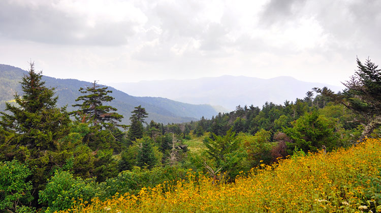Wildflowers and beautiful Appalachian landscape.