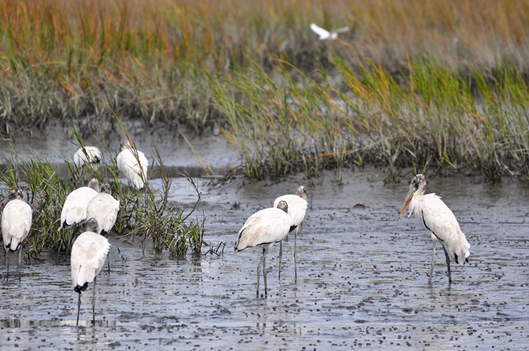 Wild wood storks at Huntington Beach State Park.
